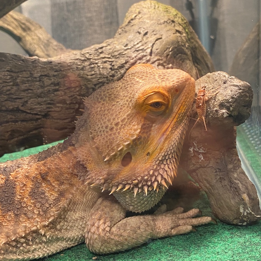 Meet your Posher, Dthonda